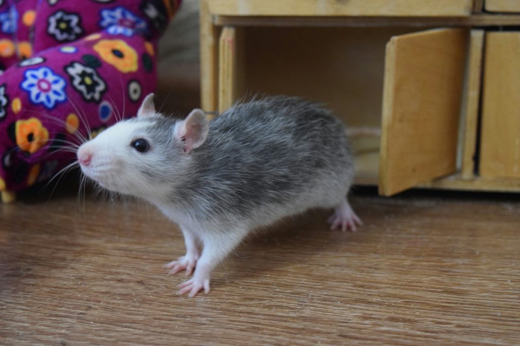 Дамбо крыса