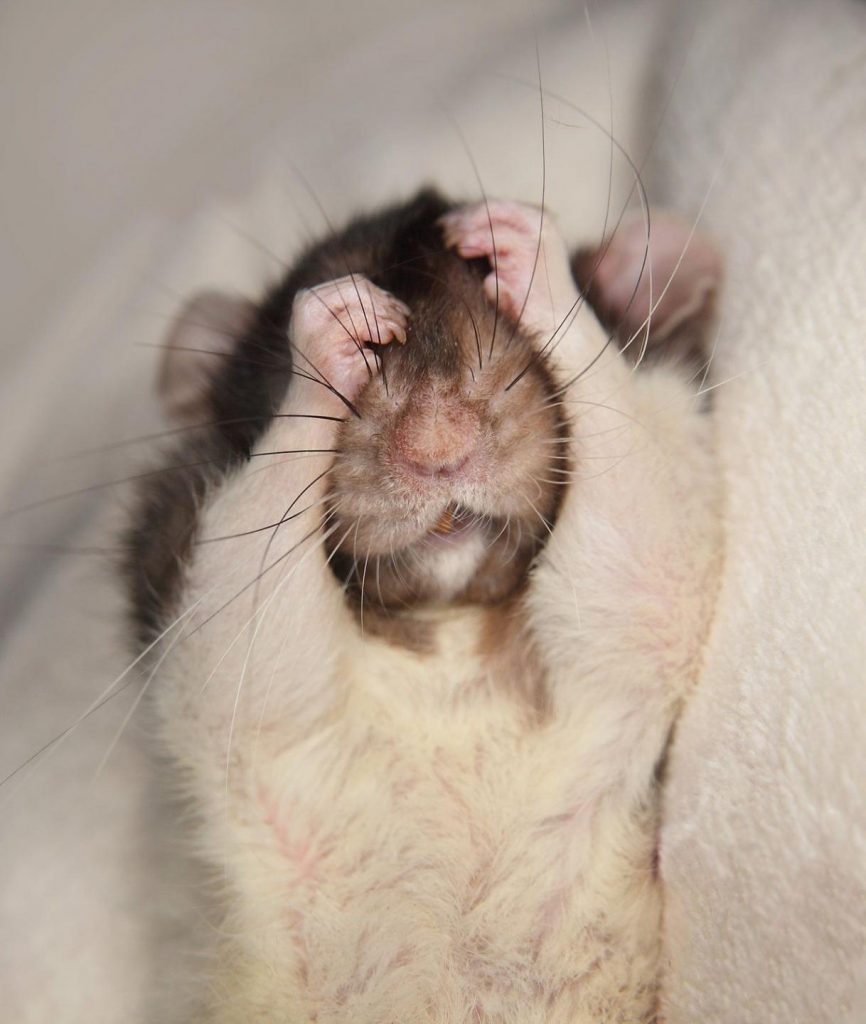 Дамбо крыса