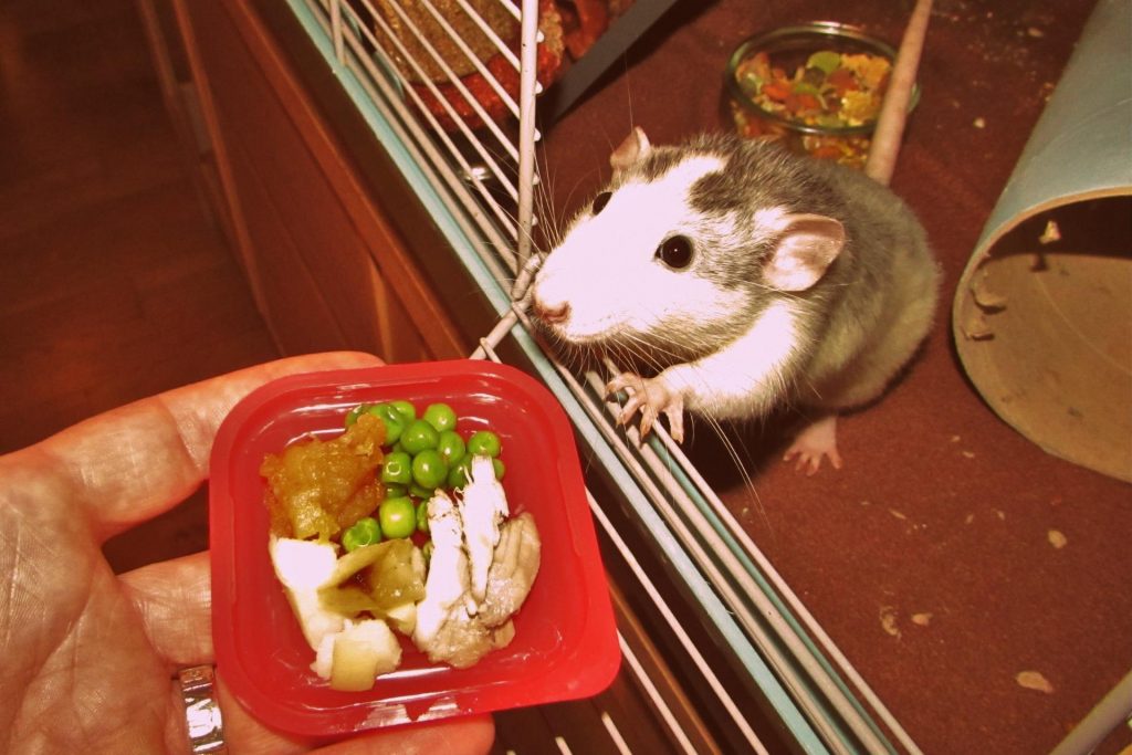 Дамбо крыса