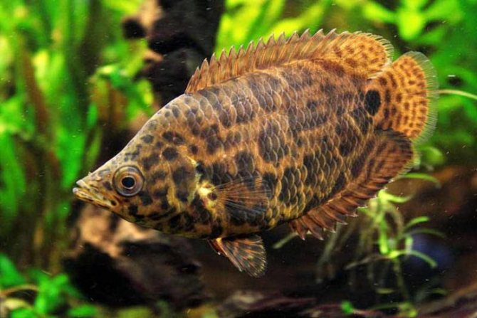 Ктенопома: содержание, совместимость, разведение