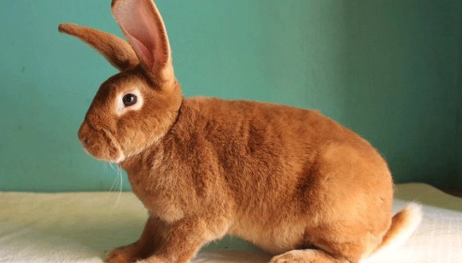 Кто такой кролик породы Рекс: красивый зверек, мясной производитель или просто домашний любимец?