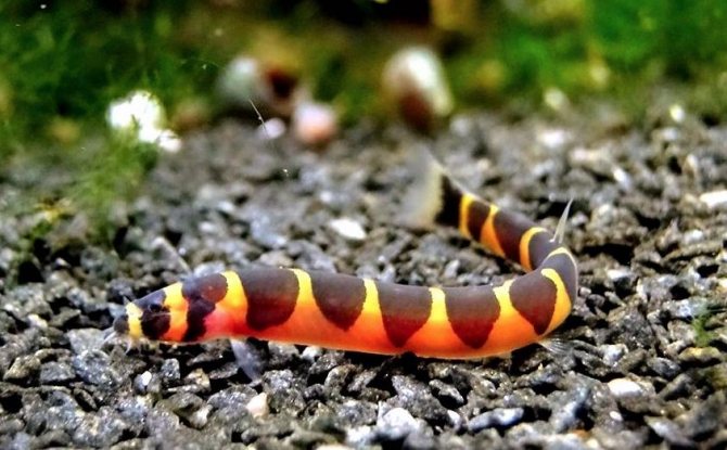 Акантофтальмус: образ жизни, содержание и уход, размножение, совместимость с другими рыбами