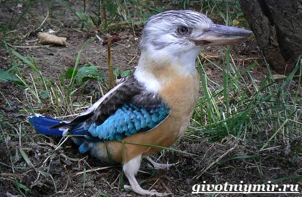 Кукабарра-птица-Образ-жизни-и-среда-обитания-кукабарры-2