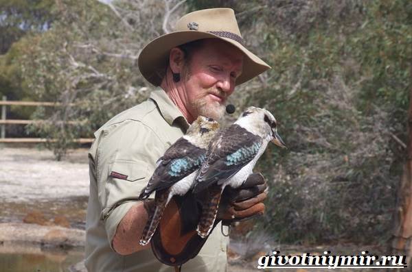 Кукабарра-птица-Образ-жизни-и-среда-обитания-кукабарры-6