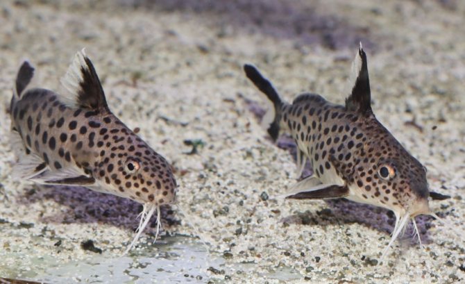 Сом кукушка: описание содержания, совместимости