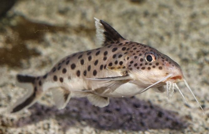 Сом кукушка: описание содержания, совместимости