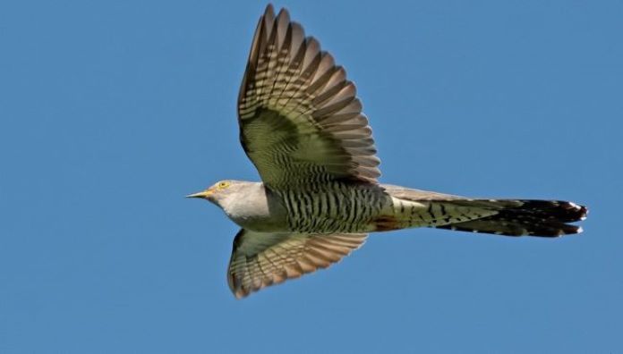 Мигрирующая кукушка