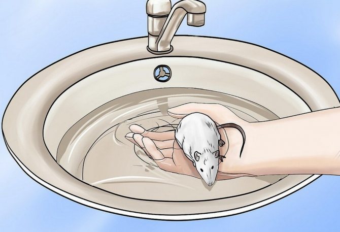 Купание грызуна