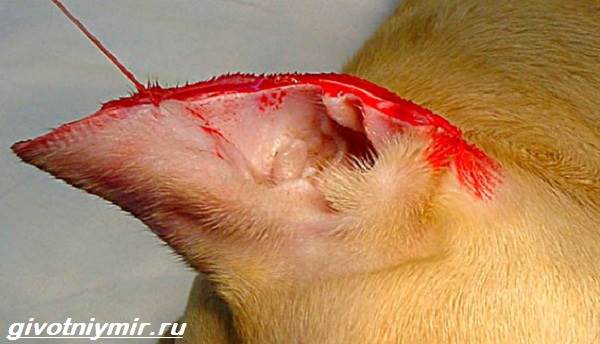 Купирование-ушей-у-собак-Описание-особенности-уход-и-возможные-осложнения-купированных-ушей-1