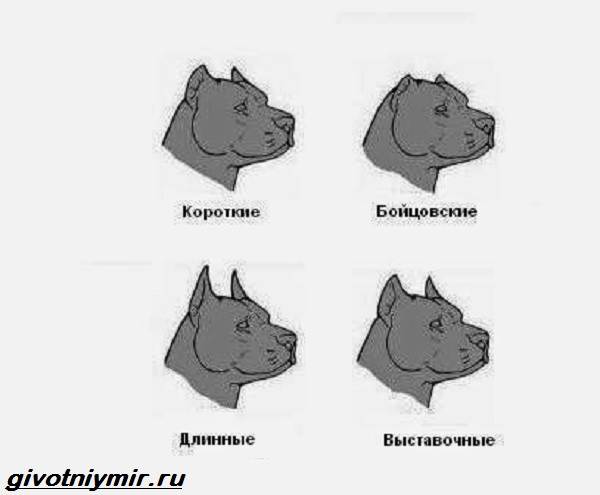 Купирование-ушей-у-собак-Описание-особенности-уход-и-возможные-осложнения-купированных-ушей-6