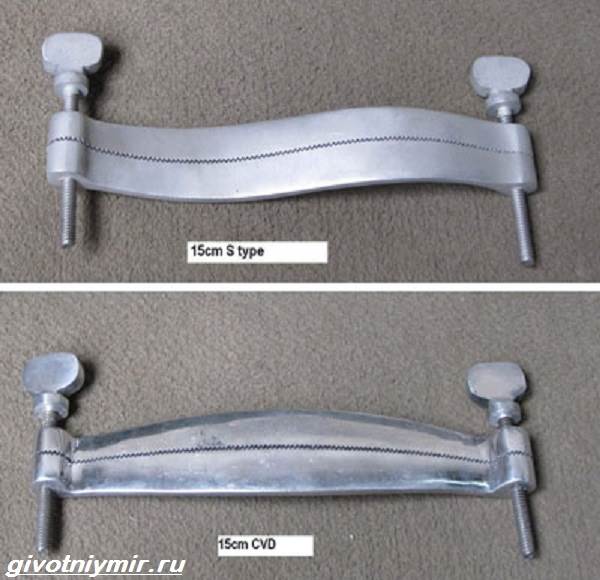 Купирование-ушей-у-собак-Описание-особенности-уход-и-возможные-осложнения-купированных-ушей-5