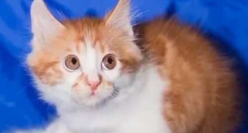 Почему кошки не переносят водные процедуры