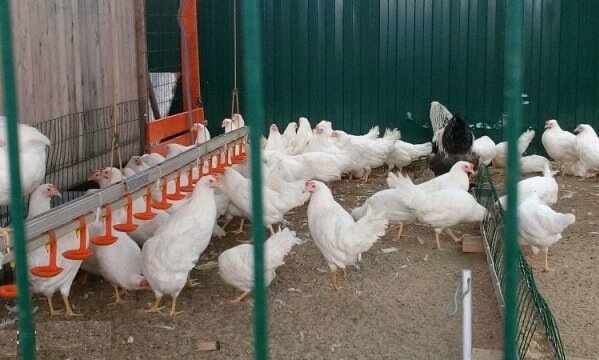 Куры молодки кросс Супер Ника.