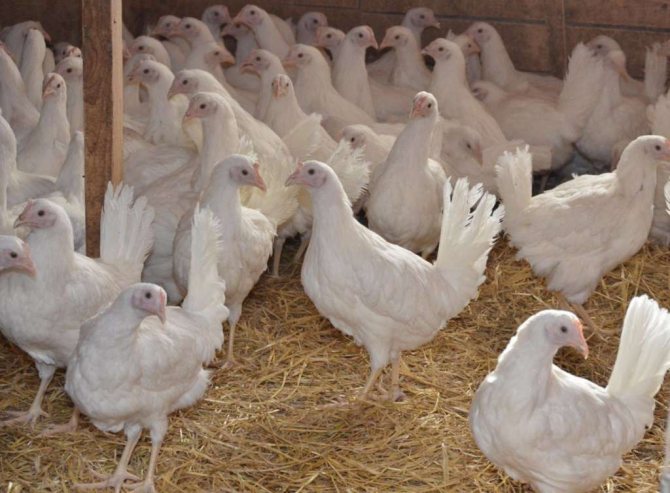 Куры Супер Ник