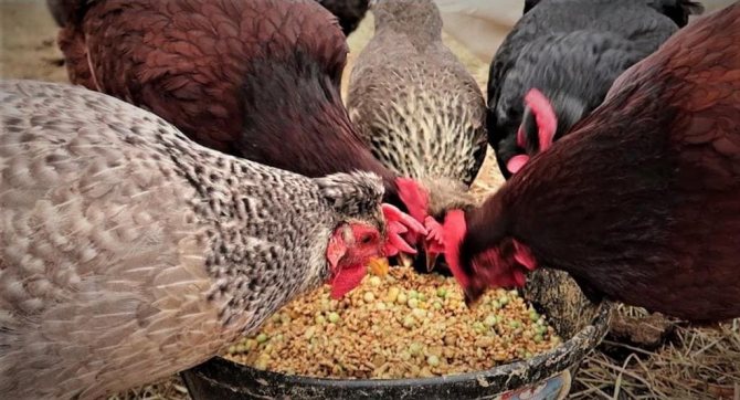 Цыплята у кормушки