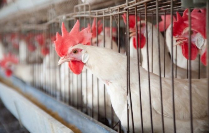 Куры в клетках