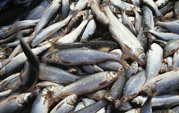 Кутум-рыба-Описание-особенности-виды-образ жизни-и-среда обитания-кутум-6