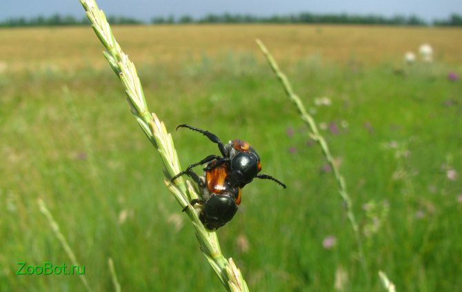 Хлебная жужелица – вредитель зерновых культур