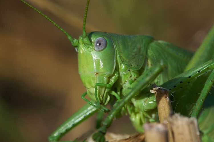 Кузнечик: описание, виды, среда обитания, жизненный цикл особенности прыгучего насекомого