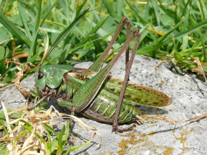 Чем отличается кузнечик от сверчка: основные отличия, особенности видов