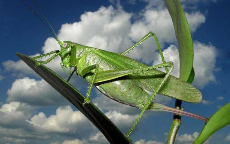 Кузнечик: описание, виды, среда обитания, жизненный цикл особенности прыгучего насекомого