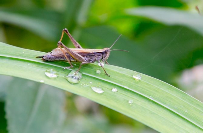 Чем отличается кузнечик от сверчка: основные отличия, особенности видов