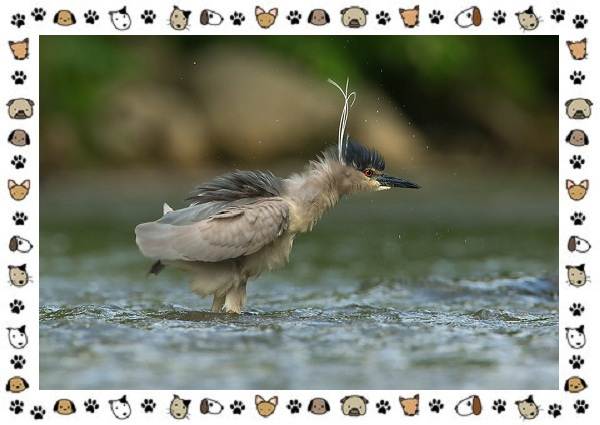 Кваква-птица-Описание-особенности-виды-и-образ-жизни-13