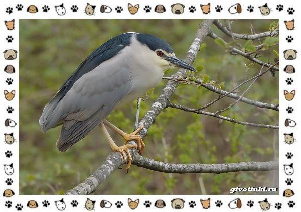 Кваква-птица-Описание-особенности-виды-и-образ-жизни-5