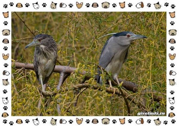 Кваква-птица-Описание-особенности-виды-и-образ-жизни-6