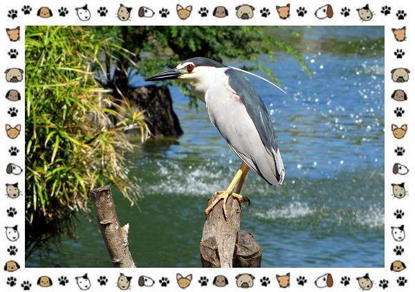 Кваква-птица-Описание-особенности-виды-и-образ-жизни-8