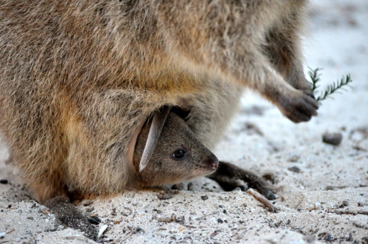 Квокка с детенышем