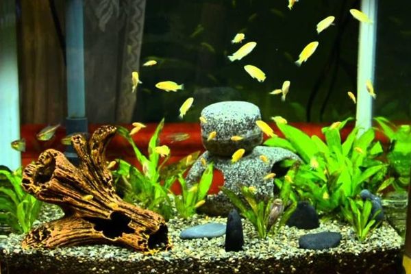 лабидохромис еллоу в аквариуме