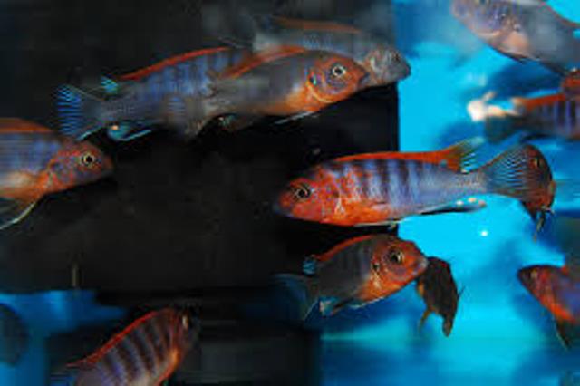 лабидохромис хонги шведен