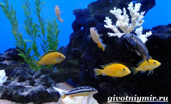 Лабидохромис-рыба-Описание-особенности-содержание-и-цена-рыбы-лабидохромис-8