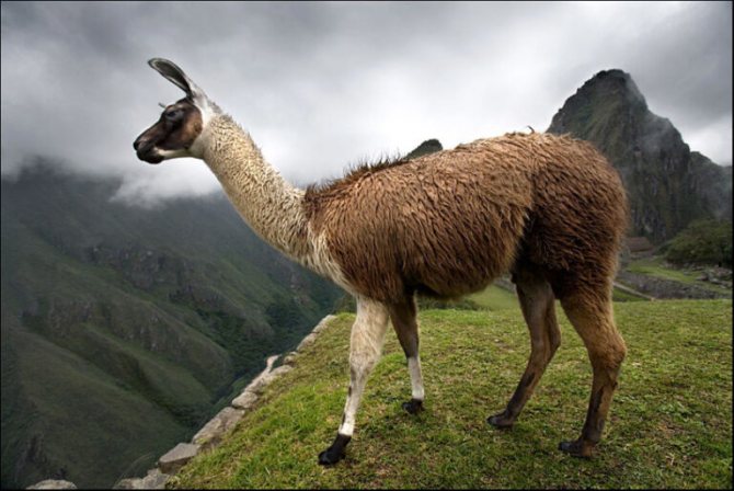 лама характеристика