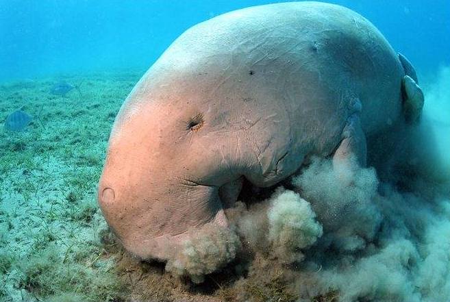 ламантин фото