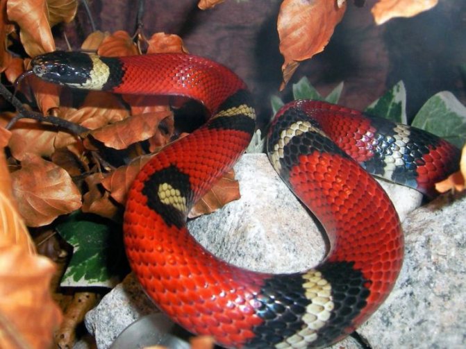 Калифорнийская змея: описание, виды, содержание и уход