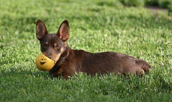 Ланкаширский-хилер-собака-Описание-характер-особенности-уход-и-цена-породы-9