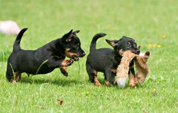 Ланкаширский-хилер-собака-Описание-особенности-характер-уход-и-цена-породы-14