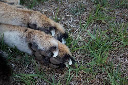 Гепард в дикой природе: характеристики, места обитания, образ жизни, питание и размножение гепардов