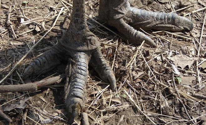 Лапы и когти австралийского эму