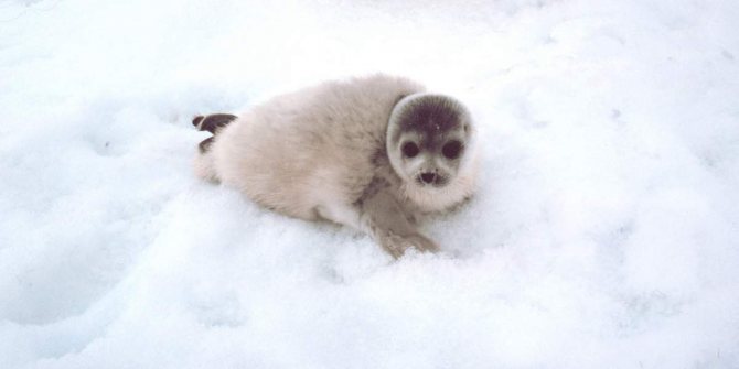 Пятнистый тюлень - ларга