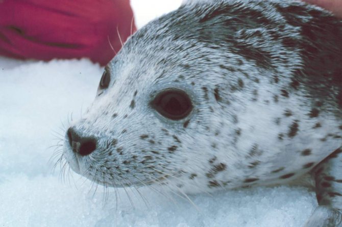 Пятнистый тюлень - ларга