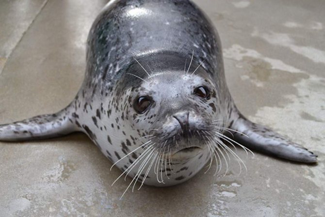 Пятнистый тюлень - ларга