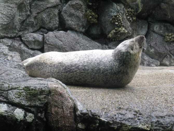 Пятнистый тюлень - ларга