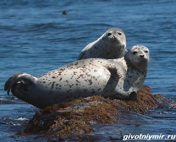 Пятнистый тюлень - ларга