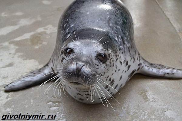 Пятнистый тюлень - ларга