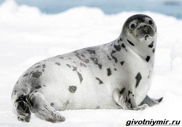 Пятнистый тюлень - ларга