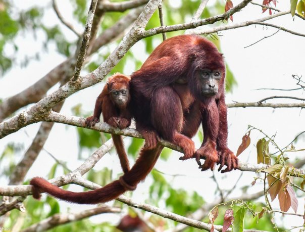 Ревуны - самые громкоголосые обезьяны