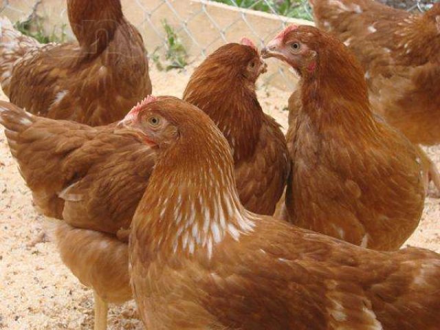 Какие породы кур несут самые крупные яйца